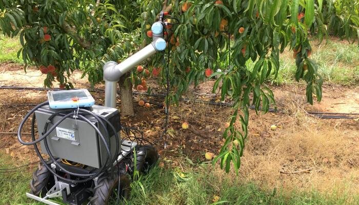 Peachy robot: A glimpse into the peach orchard of the future